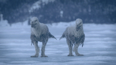 Animals Standing in Snow With Feet Up