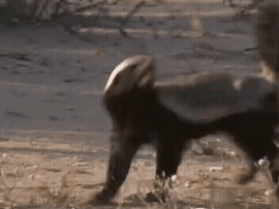 Animals Walking In Dirt GIF