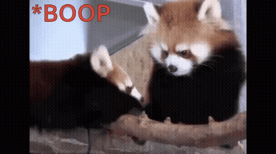 Animals With Boop In Red GIF