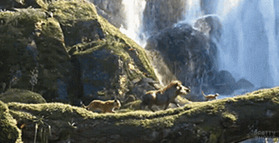 Animals With Waterfall Background GIF