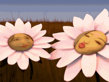 Animated Blooming Transvaal Daisy Flower GIF