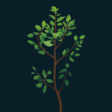 Animated Buckthorn Blinking Tree