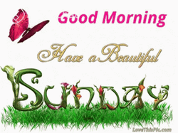 Animated Butterfly Wishing Happy Beautiful Sunday GIF