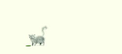 Animated Cute Cat Jumping GIF