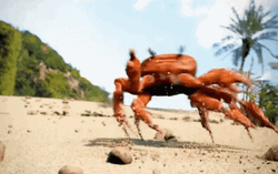 Animated Dancing King Crab By Siri GIF