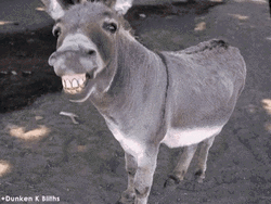 Animated Donkey Smiling GIF