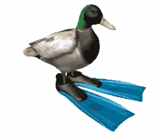 Animated Duck Spinning GIF