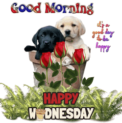 Animated Good Morning Wednesday Black White Puppies GIF
