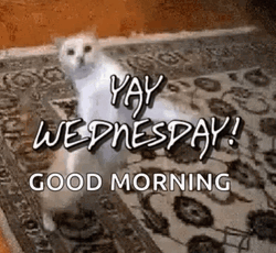 Animated Good Morning Wednesday Dancing White Cat GIF