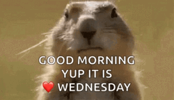 Animated Good Morning Wednesday Prairie Dog Blowing Bubblegum GIF