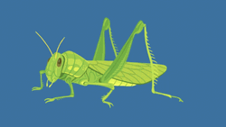 Animated Grasshopper Breathing GIF