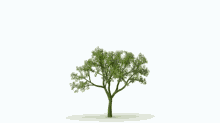 Animated Green Tree Growing