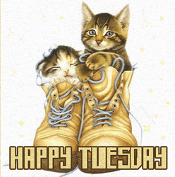 Animated Happy Tuesday Kittens Shoes GIF