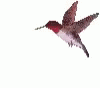 Animated Humming Bird Flying GIF