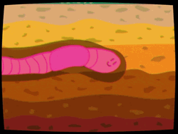 Animated Insect Worm
