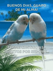 Animated Love Birds Kissing Buenos Dias Amor GIF