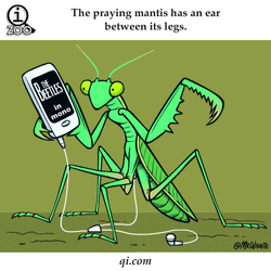 Animated Praying Mantis Insect