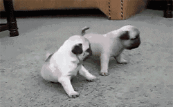 Animated Pug Dogs