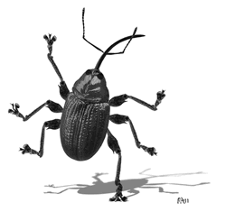 Animated Weevil Insect