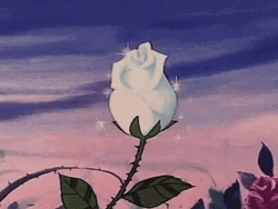 Animated White Rose Flower Blooming GIF