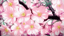 Anime Flower Cherry Blossoms Falling GIF