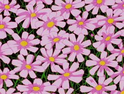 Anime Moving Pink Flowers GIF