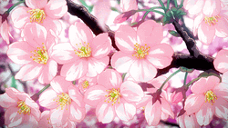 Anime Pink Sakura Flowers