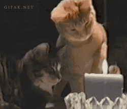 Annoyed Birthday Cat Blowing Candle