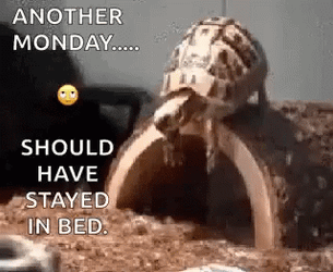 Another Monday Of Turtle Crawl GIF