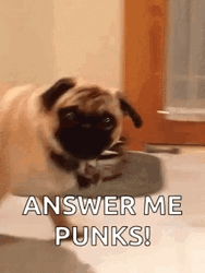 Answer Me Punks GIF