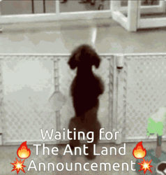 Ant Land Announcement Dog Wiggling GIF