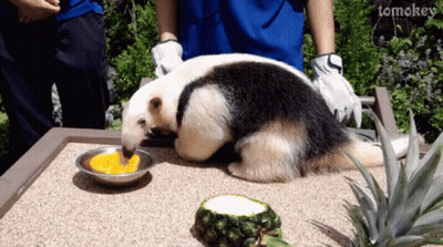 Anteater Eating Pineapple With Tomokey GIF