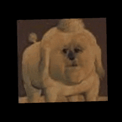 Antediluvian Poodle GIF