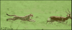 Antelope And Baby Cheetah Running  GIF