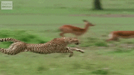 Antelope And Cheetah Running In Full Speed GIF