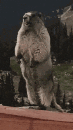 Anthonydicelinkss Groundhoganthony GIF