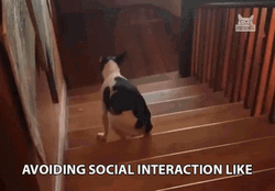 Anti Social Dog Avoiding Interaction