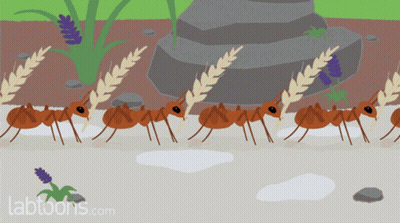 Ants Carrying Wheat Grains Labtoons GIF