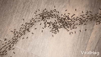 Ants Crawling On Wooden Floor Viralhog GIF