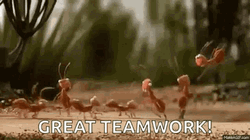 Ants Great Teamwork