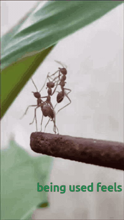Ants On A Stick Saying Being Used Feels GIF