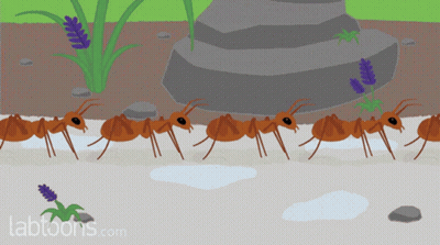 Ants Walking In Line GIF