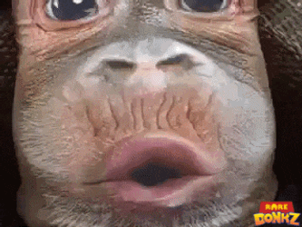 Ape Donkz GIF