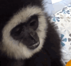 Ape Licking Ice Cream GIF