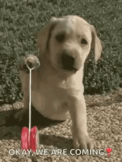 Apple With Face And Green Leaf GIF