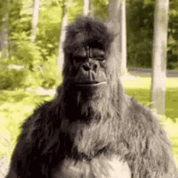 Approve Gorilla Pointed At Someone GIF