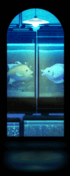Aquarium Fish Meme GIF