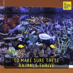 Aquarium Fish Swimming In One Direction GIF