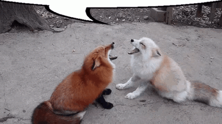 Arctic Fox And Other Fox Communicating GIF