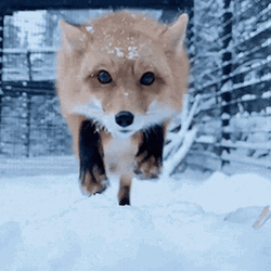 Arctic Fox Bumped On Camera GIF